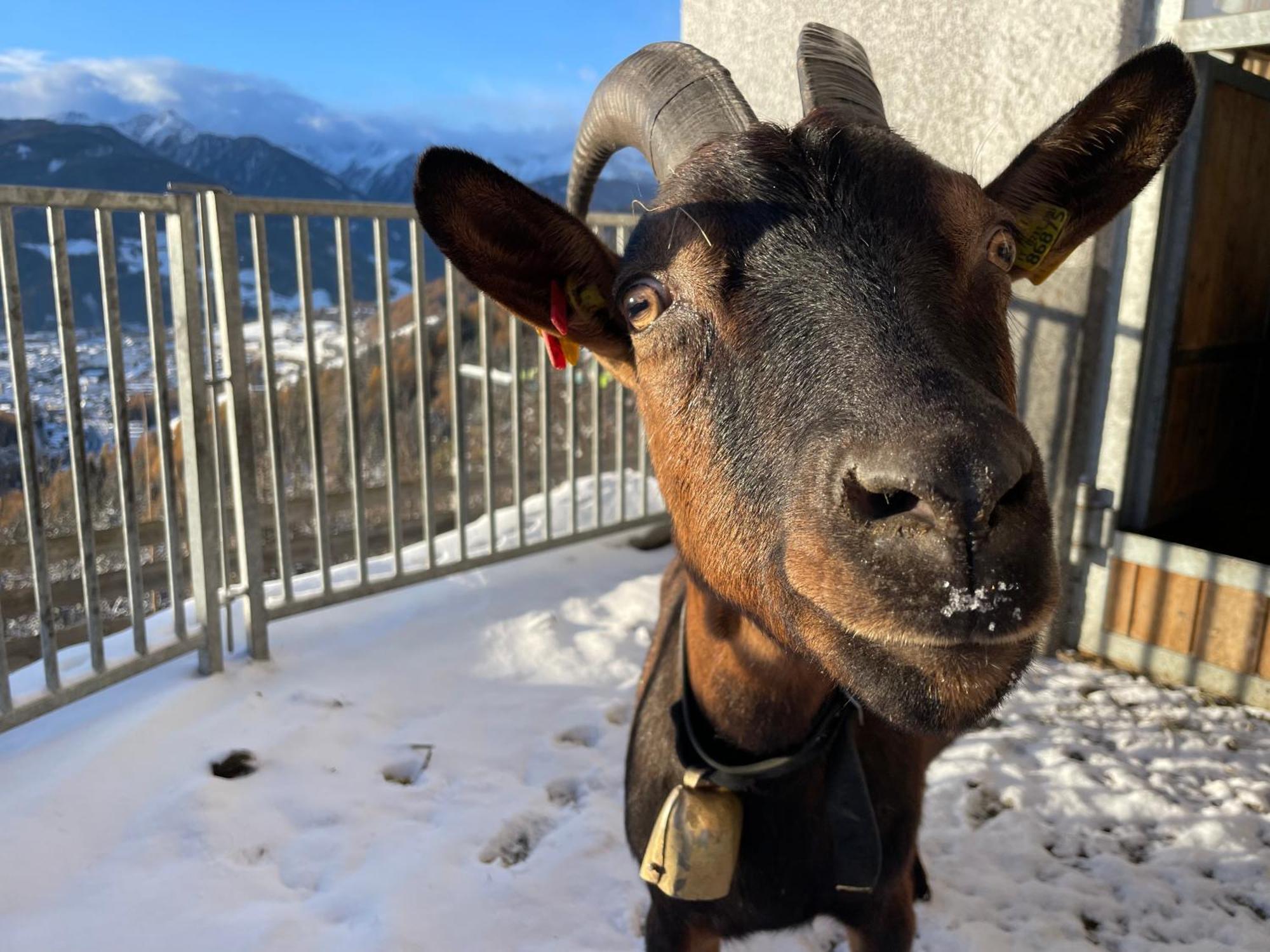 Schallerhof Sterzing - Deine Auszeit Mit Ausblick In Unseren Ferienwohnungen Auf Dem Bergbauernhof In Suedtirol Exteriör bild